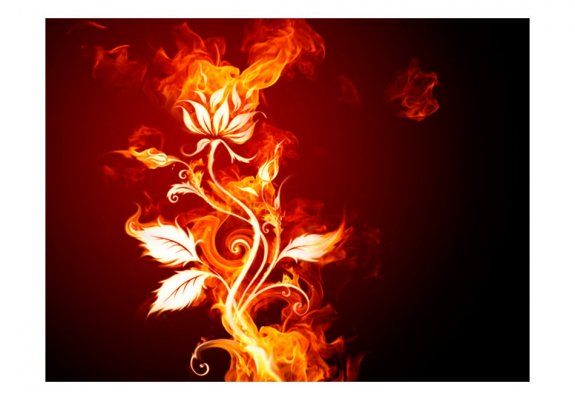 Fototapeta - Kwiat w płomieniach