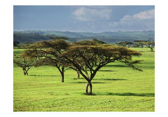 Fototapeta - Afrykańskie drzewa
