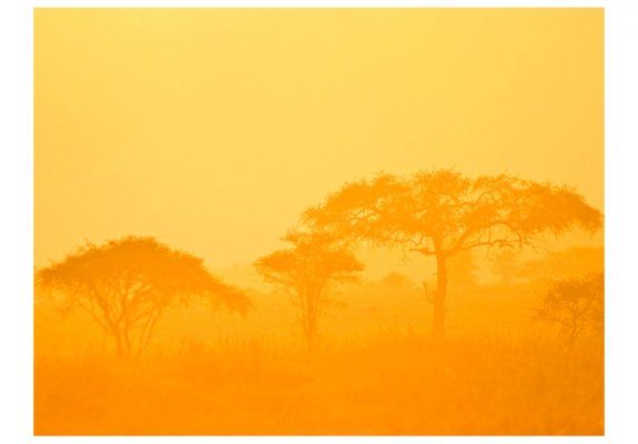 Fototapeta - Orange savanna