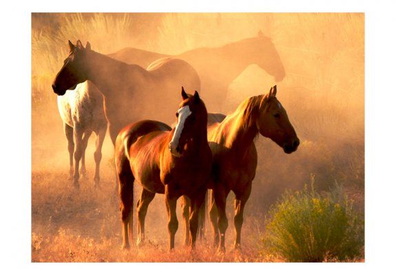 Fototapeta - Dzikie konie na stepie