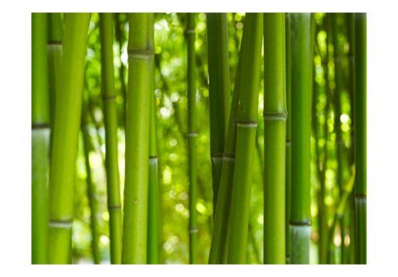 Fototapeta - bambus - zielony