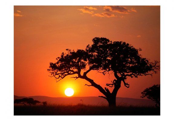 Fototapeta - Afryka: zachód słońca