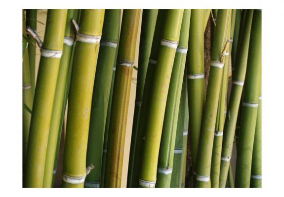 Fototapeta - dekoracja zen - bambus