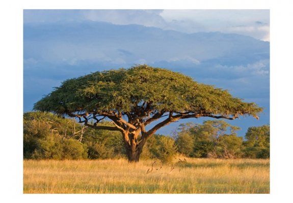 Fototapeta - Afrykańska akacja - Park Narodowy Hwange, Zimbabwe