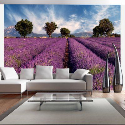 Fototapeta - Lavender field in Provence, France