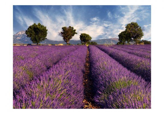 Fototapeta - Lavender field in Provence, France