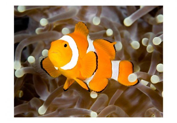 Fototapeta - Finding Nemo