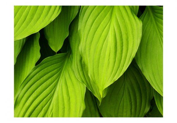 Fototapeta - Bright green leaves