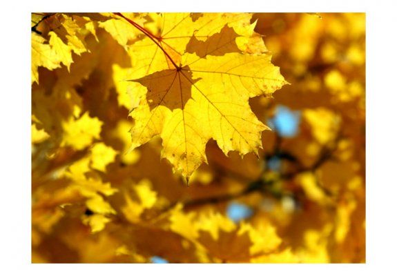 Fototapeta - Sunlight on leaves of the maple