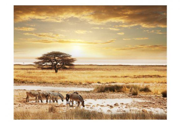 Fototapeta - Afrykańskie zebry przy wodopoju