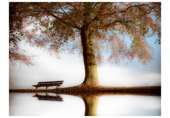 Fototapeta - Drzewo nad brzegiem jeziora