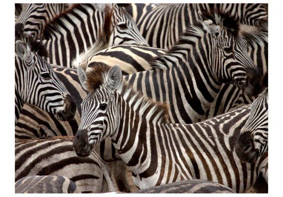 Fototapeta - Stado zebr