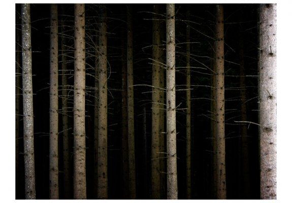 Fototapeta - Deep dark forest