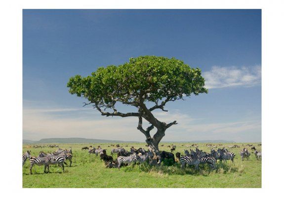 Fototapeta - Afryka: zebry w cieniu drzewa