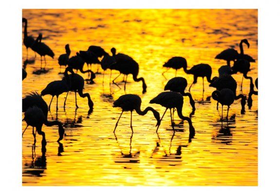 Fototapeta - Kenia - flamingi na jeziorze Nakuru