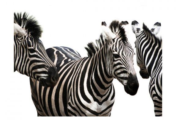 Fototapeta - Three zebras