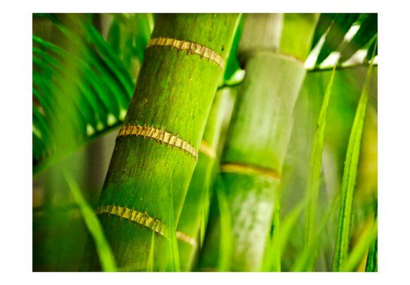 Fototapeta - bambus - detal