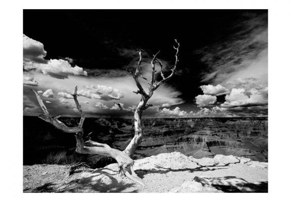 Fototapeta - Drzewo na tle Wielkiego Kanionu