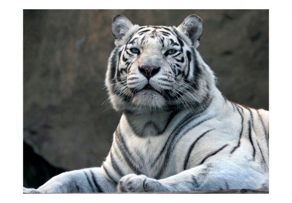 Fototapeta - Tygrys bengalski w zoo