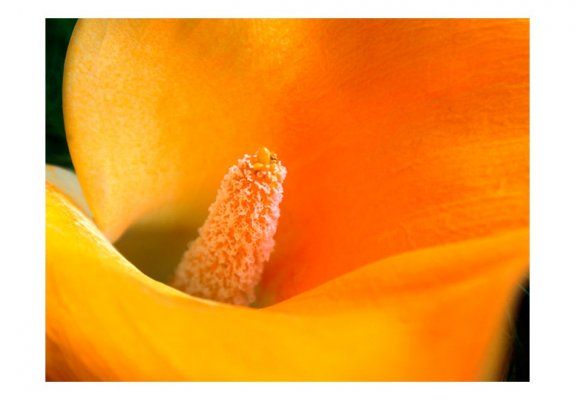Fototapeta - Yellow calla lily