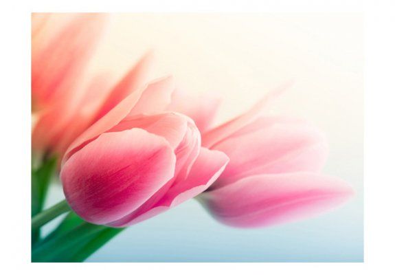 Fototapeta - Wiosna i tulipany