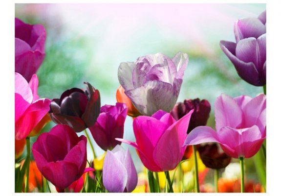 Fototapeta - Piękny wiosenny ogród, tulipany