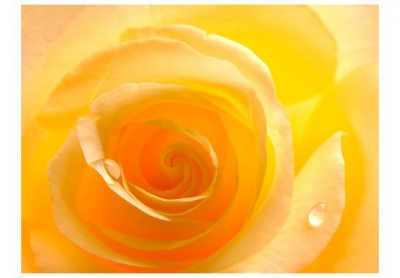 Fototapeta - Żółta róża