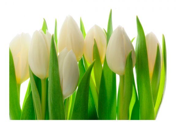 Fototapeta - Białe tulipany