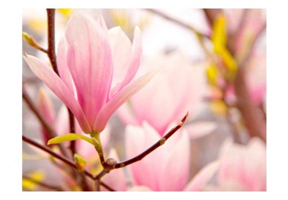 Fototapeta - Kwitnąca magnolia