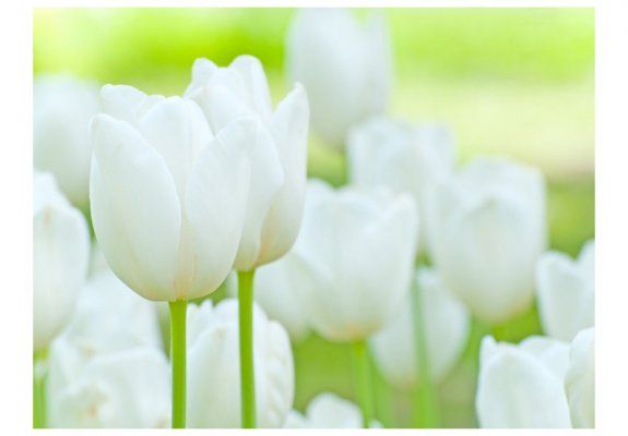 Fototapeta - Pole białych tulipanów