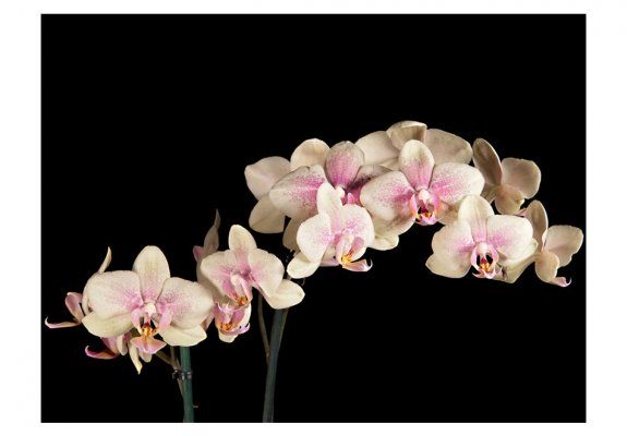 Fototapeta - Kwitnąca orchidea