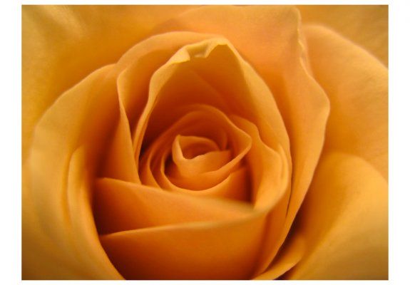 Fototapeta - Żółta róża - symbol przyjaźni