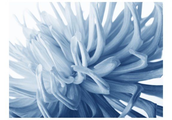 Fototapeta - Kwiat - niebieska dalia