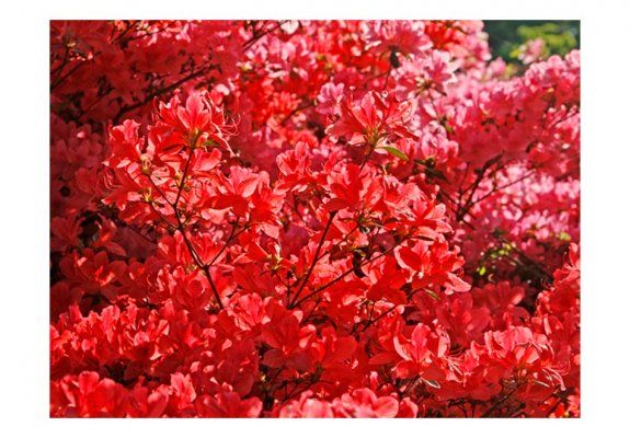 Fototapeta - Rhododendron, Japanische azalea