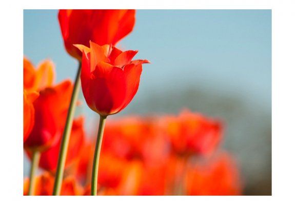 Fototapeta - Łąka i tulipany