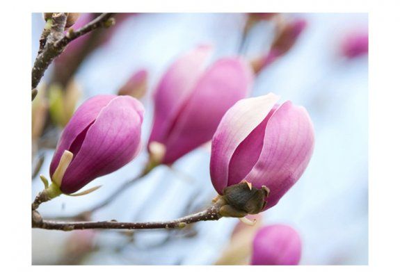 Fototapeta - wiosna - magnolia