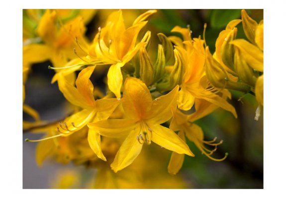 Fototapeta - Close-up of yellow azalea