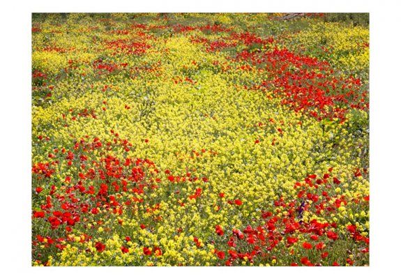 Fototapeta - Łąka - kwiaty żółte i czerwone