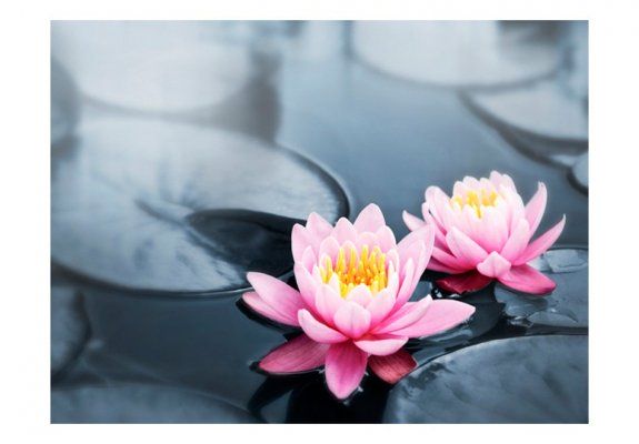 Fototapeta - Lotus blossoms