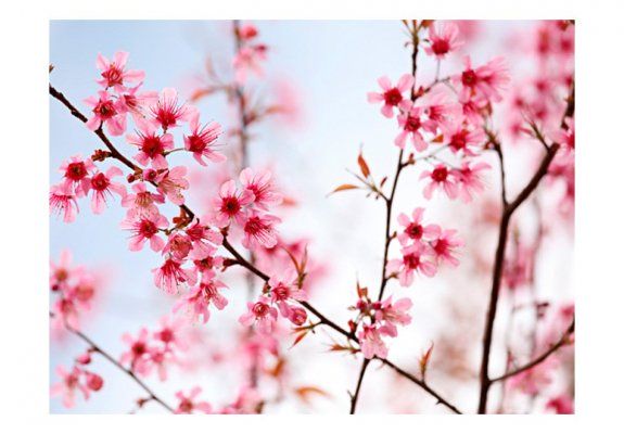 Fototapeta - Symbol Japonii - kwiaty wiśni sakura