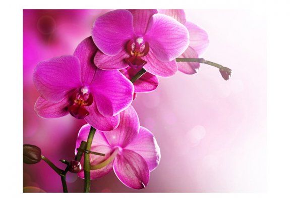 Fototapeta - Różowa orchidea