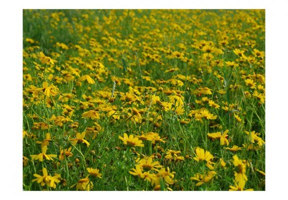 Fototapeta - Pole żółtych kwiatów