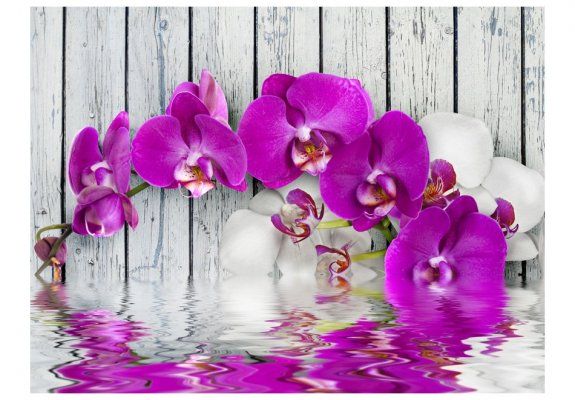 Fototapeta - Violet orchids with water reflexion