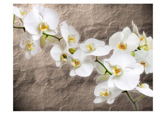 Fototapeta - Nieskazitelność orchidei