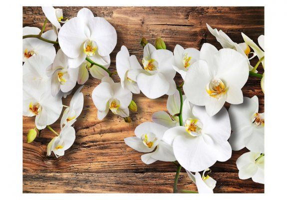 Fototapeta - Śnieżnobiałe orchidee