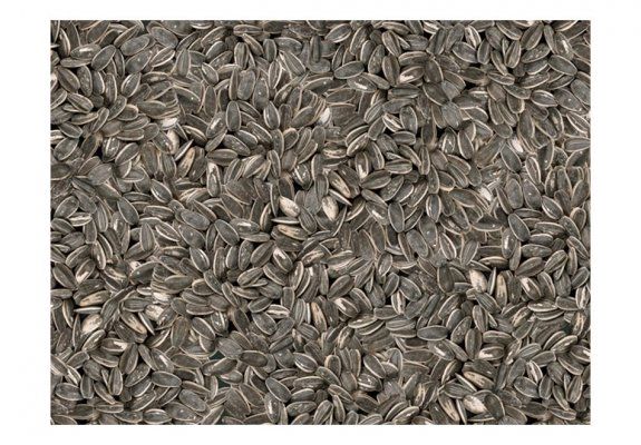 Fototapeta - Prażone nasiona słonecznika