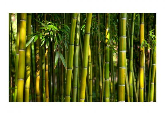 Fototapeta - Azjatycki las bambusowy