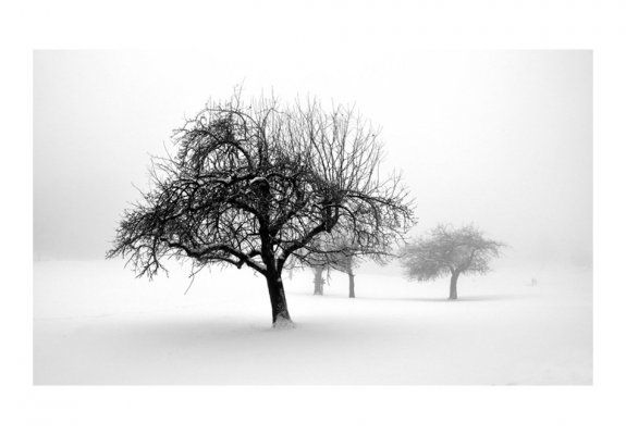 Fototapeta - zima  - drzewa