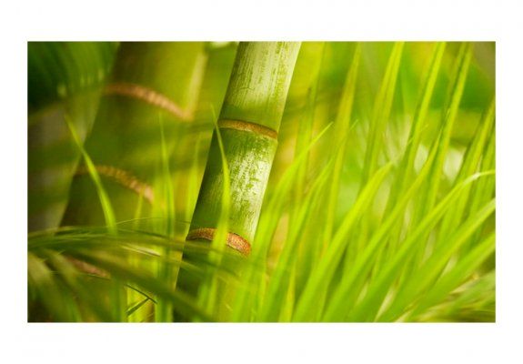 Fototapeta - bambus - natura zen