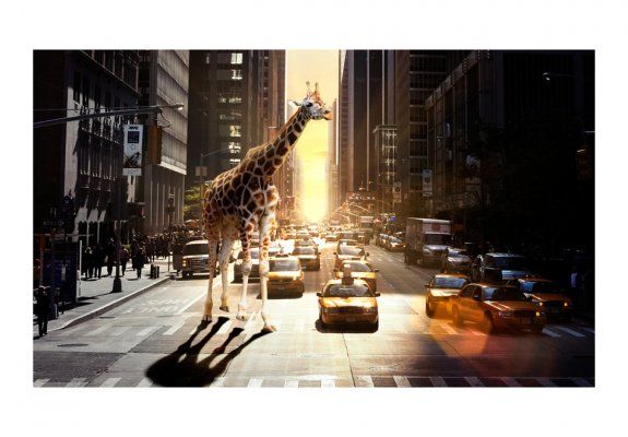 Fototapeta - Żyrafa w wielkim mieście